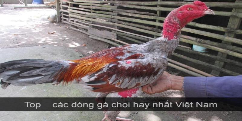 Các loại gà dùng để chọi hay giống trong nước