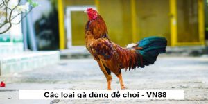 Vn88 - vivn88.com tổng hợp các loại gà dùng để chọi gà 2024