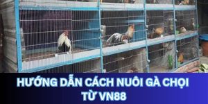 vivn88.com hướng dẫn cách để nuôi đàn gà chọi