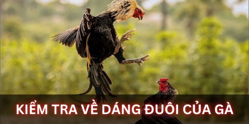 Kiểm tra đuôi là cách chọn giống hiệu quả