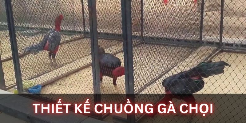 Cách nuôi gà chọi: thiết kế chuồng ở cho gà chọi