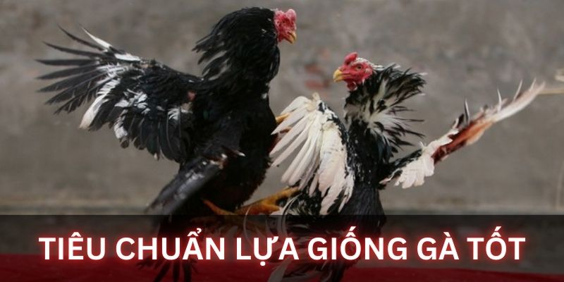 Một số tiêu chuẩn lựa giống tốt hiệu quả